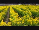 守山の菜の花畑