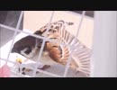スズメのペロペロ