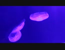 Video Of Jellyfishes Inside Of Aquarium　＠　高橋佳仁