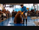 【鳥羽水族館】セイウチつららちゃんのパフォーマンス笑(ショー)