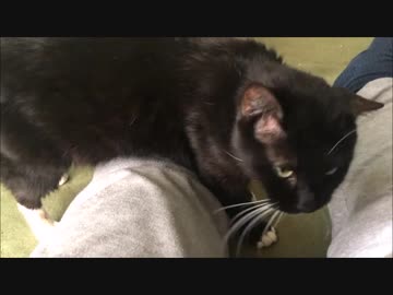 【こげつく】ひっそり甘えるおにぎり