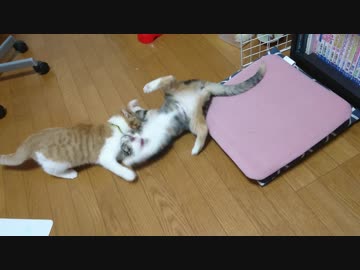 毛玉と毛玉、手術後も元気