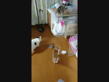 我等、エサヲ要求ス