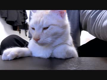 ついにモフられることに成功した猫