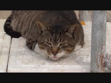 釣り動画ロマンを求めて 137釣目（三崎港 超低温冷凍庫前)