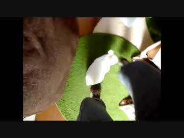 うさぎの日に優雅に踊ってみた