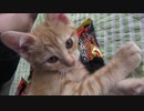 子猫のお腹にブラックサンダー乗っけてみた