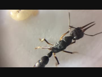 蟻戦争Ⅱ＃1 新章始動！新たな蟻戦争が始まる編