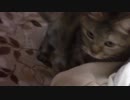 拾いねこ＠生後2065/2032日目　ひーなーまーつーりー。