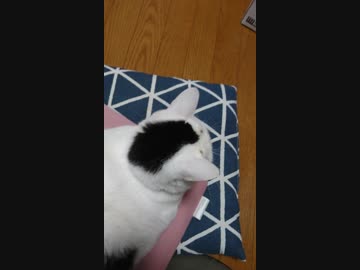 仲良し毛玉