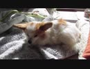 日向ぼっこするワンコ（パピヨン）