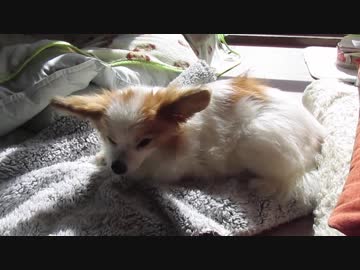 日向ぼっこするワンコ（パピヨン）