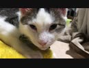 早口でなんか喋る猫