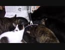 こんしゅうのおやつ【蒼民家の猫々】