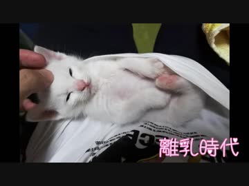 【 猫 】大きくなったけど実はまだ子猫　その41