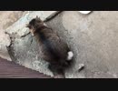 野良猫のの交尾！できちゃったみたいね♡