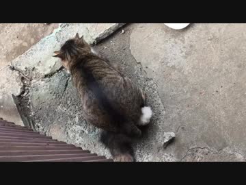 野良猫のの交尾！できちゃったみたいね♡