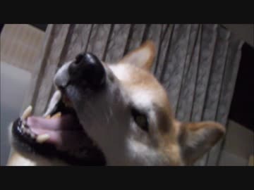 ジロー12歳の冬