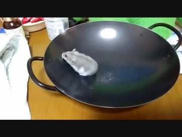 【元ネタ10周年】中華鍋に入ったハムスターが運動会を始めたそうです2018