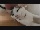 猫を上から目線で見てみた