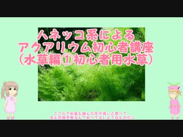 ハネッコ系によるアクアリウム初心者講座(水草編①初心者用水草)