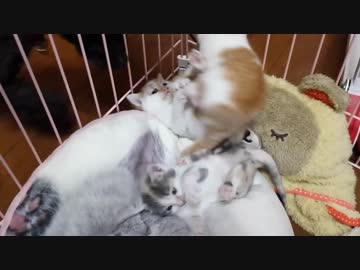 子猫たちの離乳への道