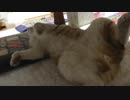 まるでおっさんのような猫