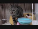 【Jean & Pont 913】5匹の保護猫が見せるそれぞれの個性