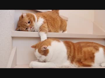 【マンチカンズ】おやつ争奪戦