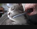 【モアクリ】 ねこじゃすり