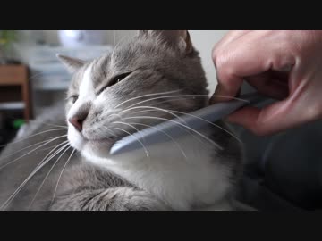 【モアクリ】 ねこじゃすり