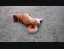 うちの、裏庭に脱走して満足げな柴犬くん