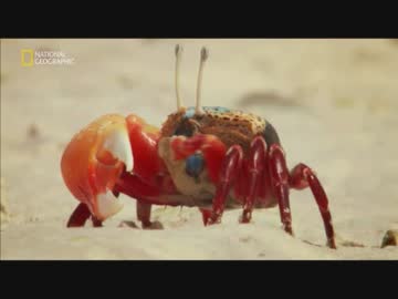 ザンジバル諸島のフレンズ