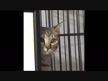 雷が怖い猫【音量注意】