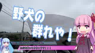 【琴葉車載】GSRで北海道 道の駅完全制覇の旅 #7  襲来、野生動物！