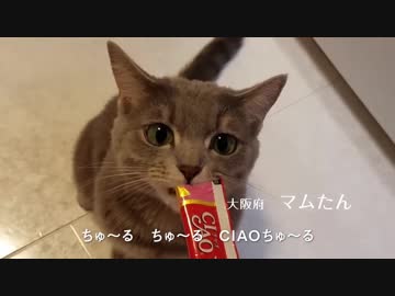 【第2弾】【イナバCIAOちゅ〜るMV】「ちゅ〜るしよ！」フルバージョン
