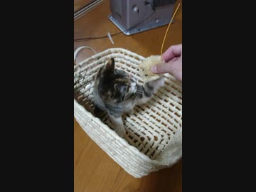 毛玉遊び