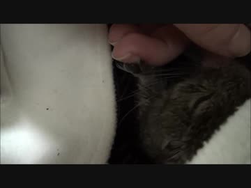 【ねむねむ】甘えん坊デグー