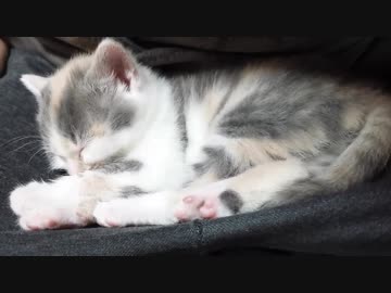 眠くてウトウトする子猫がかわいい