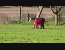 Two Horses Playing On Grass Field　高橋貴子