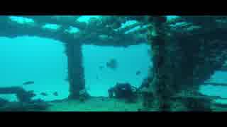 Underwater Video of Fishes Swimming Around a Ship Wreckage　★　高橋貴子
