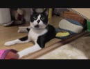 【Jean & Pont 914】先住猫と一時預かり猫のバランスを取るコツが掴めた