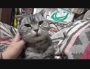 猫をひたすらモフるだけ