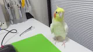 撮影前のオフショット　オカメインコのカメちゃん