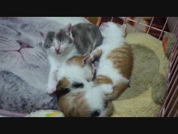 保護した子猫、濃い三毛さん巣立つ
