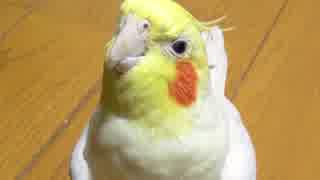 縦ノリでごきげんなオカメインコ