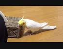 ティッシュボックスを破壊するオカメインコ