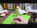 地味に遊んで欲しいアピールをするオカメインコ