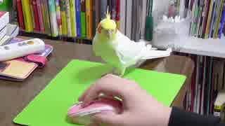 地味に遊んで欲しいアピールをするオカメインコ