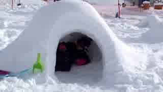 【ひるがの高原スキー場】スキー場でかまくら作りを楽しむあい❤ひるがもキッズランド　ゲレンデ　雪山遊び　お出かけ 　穴掘り